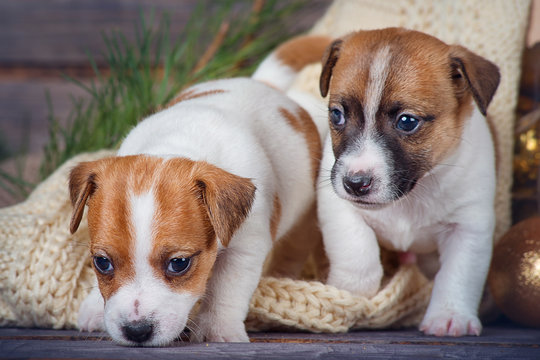 Two puppies Jack Russell Terrier on a plaid moving forward on wooden background