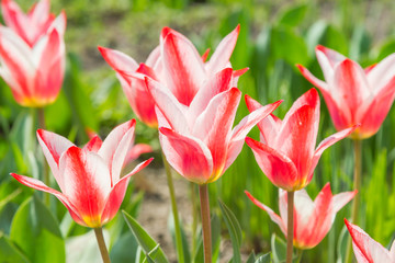 Group of red tulips in the park against blue sky. Spring blurred background best postcard