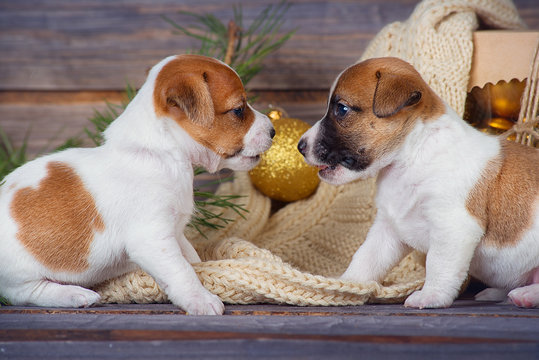 Two cute puppy Jack Russell Terrier looking at each other in new year interior