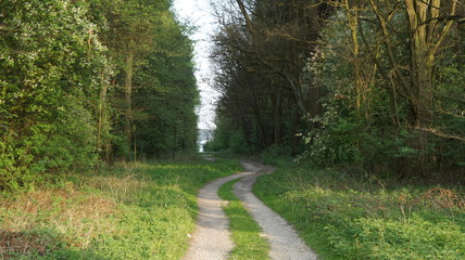 Forest Road