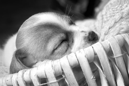 Cute puppy Jack Russell Terrier sleeps in a white basket close-up black and white image