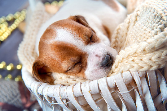 Cute puppy Jack Russell Terrier sleeps in a white basket in Christmas interior
