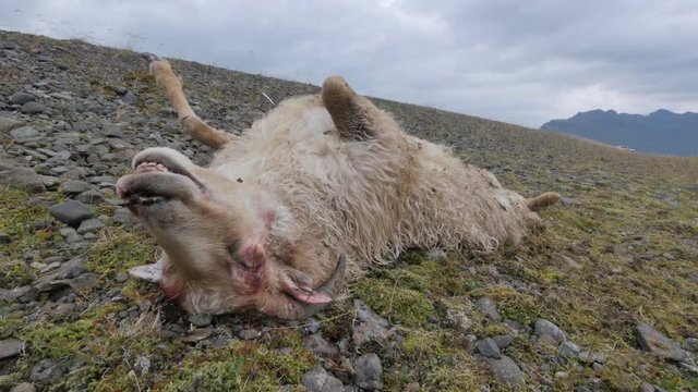 ICELAND Rettir sheep Schaf roadkill