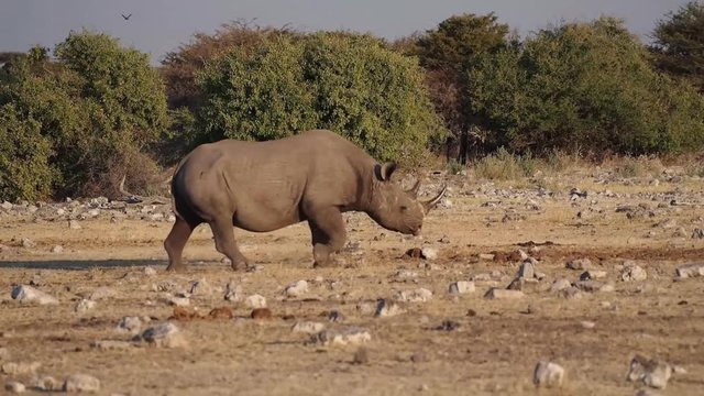 Namibia - Spitzmaulnashorn im Etoscha Nationalpark