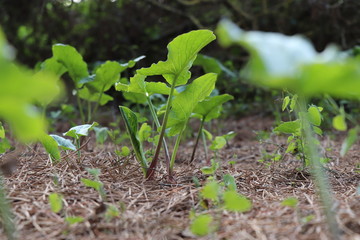 Plantas en el suelo de un bosque