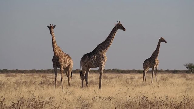 Namibia - Giraffe, im Etoscha Nationalpark