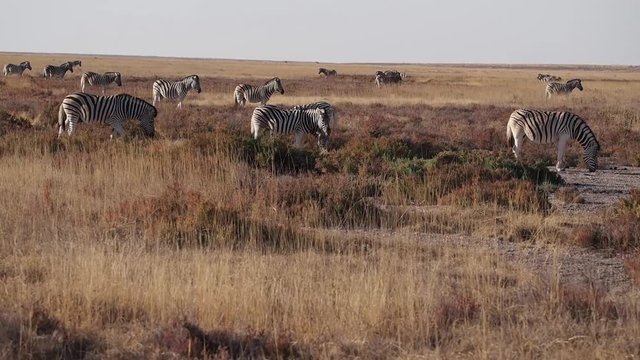 Namibia - Bergzebra im Etoscha Nationalpark