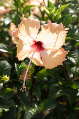 Light pink hibiscus