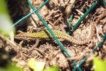 lizard