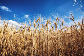 wheat field