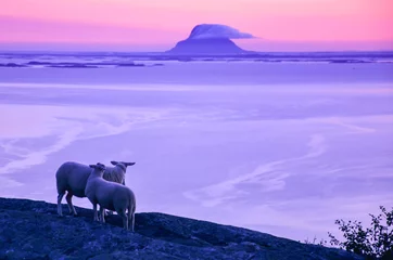 Papier Peint photo autocollant Moutons Beautiful scenery at the dusk, sheep at the cliff looking at the sea and small islands in Northern Norway, Scandinavia, Europe