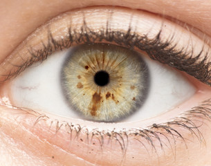 Macro photo of human eye, iris, pupil, eye lashes, eye lids.