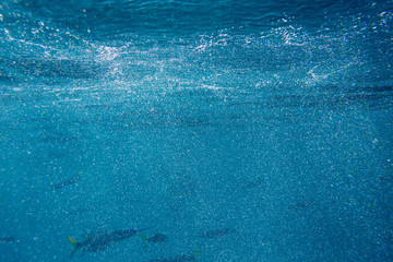 The Underwater life of the Caribbean Sea. © Johan Sky