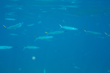 The Underwater life of the Caribbean Sea.