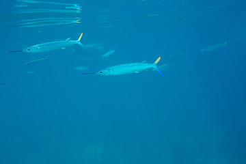 The Underwater life of the Caribbean Sea. © Johan Sky