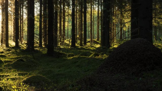 Shadows in spruce forest time-lapse