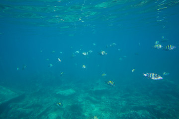 Fototapeta na wymiar Underwater life of the Caribbean Sea