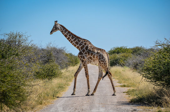 Giraf crossing