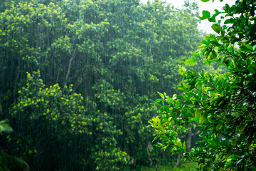 Tropical jungle scene in a rainy day