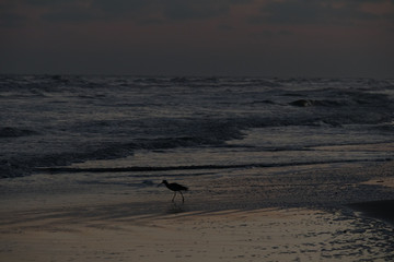 Naklejka premium Sandpiper shore bird silhouette running along wet beach at sunset