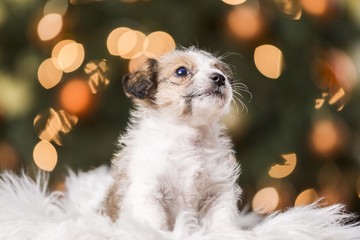 cute dog puppy portrait with bokeh lights background