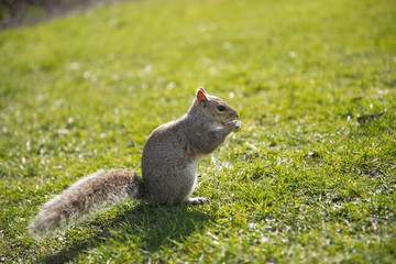 Munching squirrel 