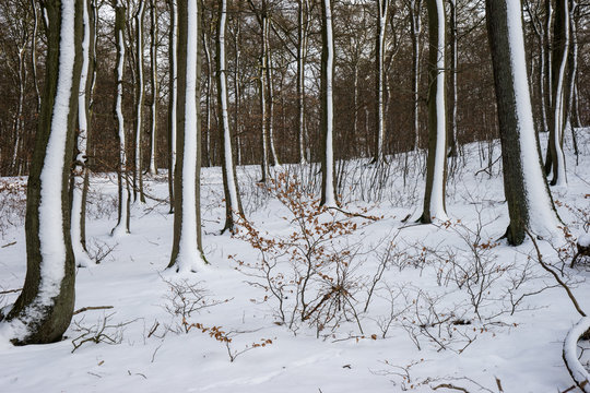 Winterwald im Taunus