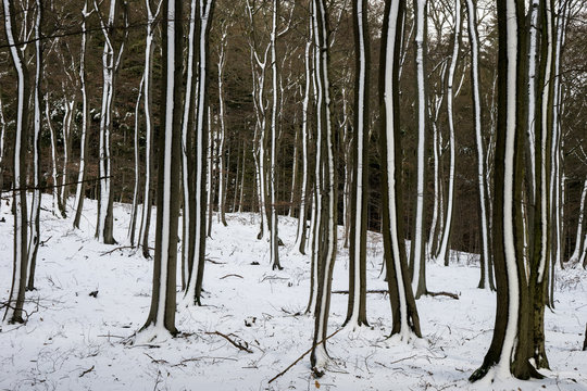 Winterwald im Taunus