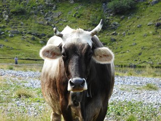 The cows in the Arosa pasture spend the summer in the sun in Paris many tourists, the cohabitation is generally good,