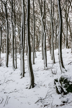 Winterwald im Taunus