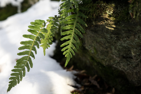 Winterwald im Taunus
