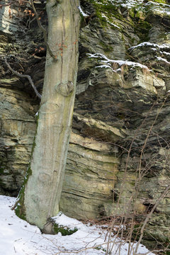 Winterwald im Taunus