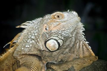 Obraz premium green iguana