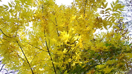 Autumn, fall landscape. Tree with colorful leaves