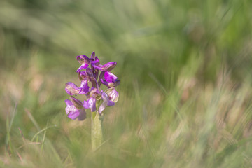 purple orchis morio, an early flower in spring