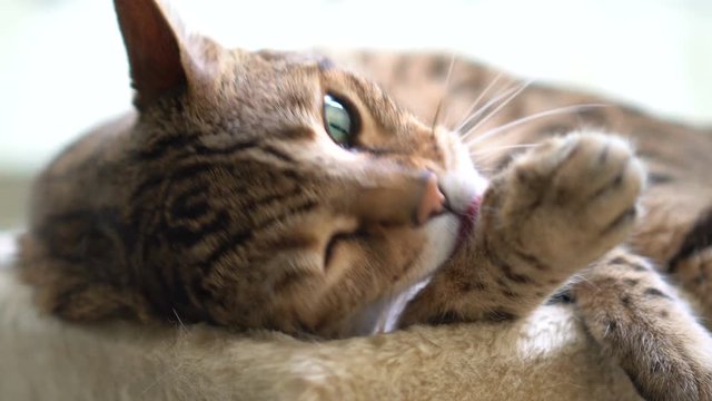 4K Bengal Cat Licking Paw Grooming Himself