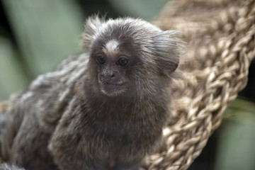Juvenile common marmoset monkey