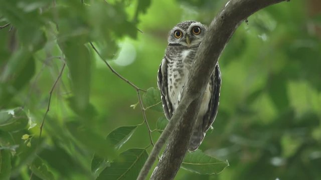 Spotted Owlet in the nature
