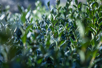Winter morning green white frozen plant hoarfrost sky sun light blue blur bokeh ray illuminate