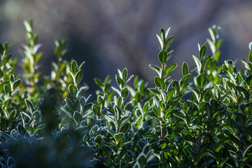Winter morning green white frozen plant hoarfrost sky sun light blue blur bokeh ray illuminate