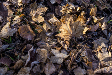 fallen dry leaves covered hoarfrost frozen maple leaf birch leaf