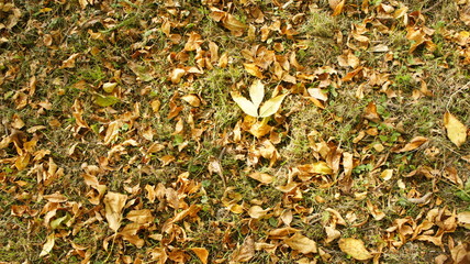 Autumn, fall Tree with colorful leaves