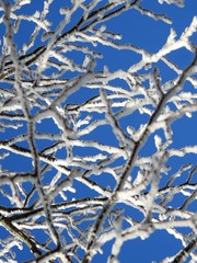 The landscape under the freezing fog is like a greeting card or a happy new year, it makes dream and opens the heart of the most hardened