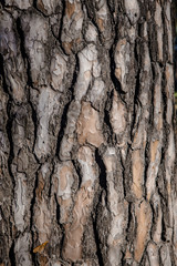 Bark Pine Tree texture light shadow old brown