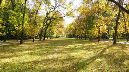 Naklejka premium Autumn, fall Tree with colorful leaves