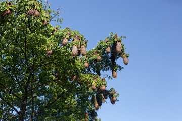 En lisière de forêt, un regroupement de nids pendulaires de cassiques cul-jaune en Guyane française