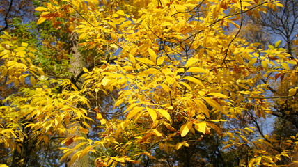Autumn, fall Tree with colorful leaves