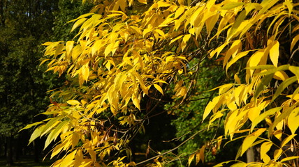 Autumn, fall Tree with colorful leaves