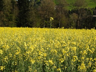 The rapeseed fields bring warm summer colors to spring almost by their shimmering yellow flowers. with effects of color pleasant to watch especially when an insect pollinator comes to search the heart