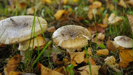 parasol mushrooms in heathland